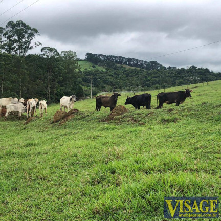 Imagem Chácara com 2 Quartos à Venda, 142.000 m² em Santa Isabel