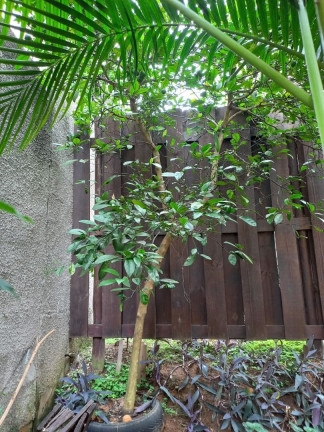 Imagem Apartamento com 2 Quartos à Venda, 53 m² em Jardim Sul - São José Dos Campos Imagem Apartamento com 2 Quartos à Venda, 53 m² em Jardim Sul - São José Dos Campos