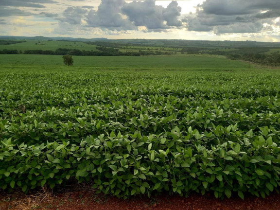 Imagem Fazenda à Venda, em Zona Rural - Caiapônia Imagem Fazenda à Venda, em Zona Rural - Caiapônia