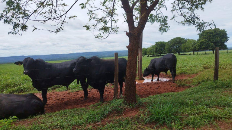 Fazenda à Venda,  em Rondonópolis