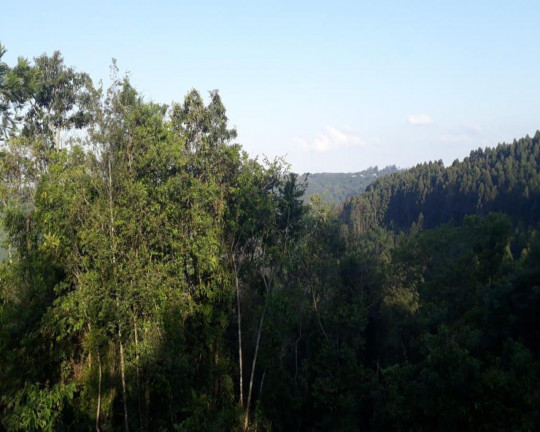 Imagem Imóvel à Venda, em Linha Olinda - Nova Petrópolis Imagem Imóvel à Venda, em Linha Olinda - Nova Petrópolis