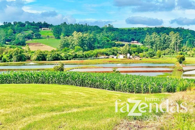 Imagem Fazenda à Venda, 187.200 m² em Vila Nova - Toledo