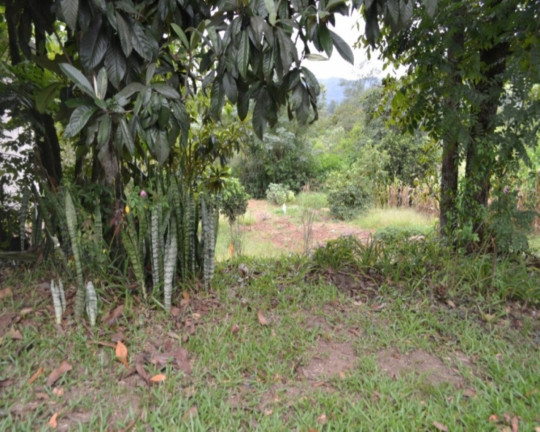 Imagem Imóvel à Venda, 714 m² em Joaneta - Picada Café
