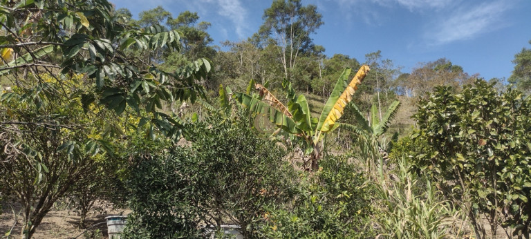 Imagem Chácara com 2 Quartos à Venda, em Pico Agudo - São Luíz Do Paraitinga Imagem Chácara com 2 Quartos à Venda, em Pico Agudo - São Luíz Do Paraitinga