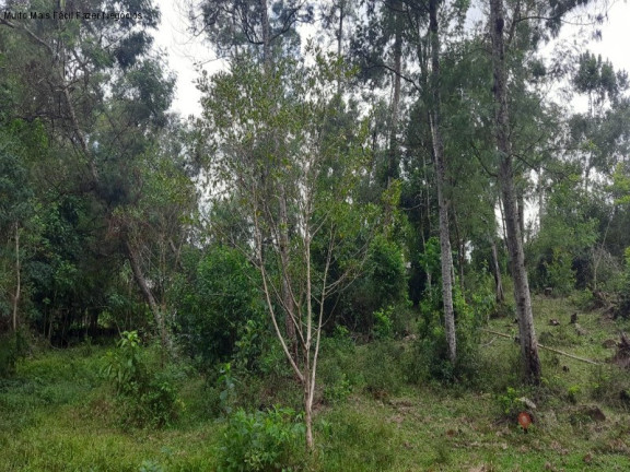 Imagem Terreno à Venda, 1 m² em Fazenda Pirajá - Nova Petrópolis Imagem Terreno à Venda, 1 m² em Fazenda Pirajá - Nova Petrópolis