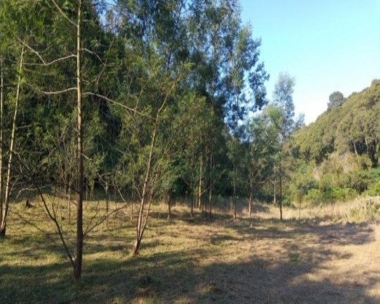 Imagem Terreno à Venda, 3 m² em Fazenda Pirajá - Nova Petrópolis Imagem Terreno à Venda, 3 m² em Fazenda Pirajá - Nova Petrópolis