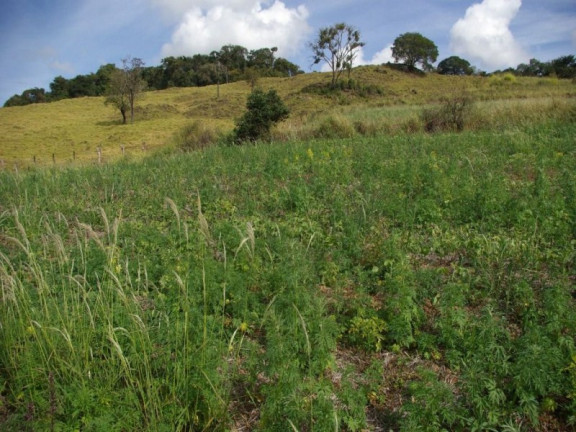 Imagem Imóvel à Venda, 435.600 m² em Zona Rural - Jacui Imagem Imóvel à Venda, 435.600 m² em Zona Rural - Jacui
