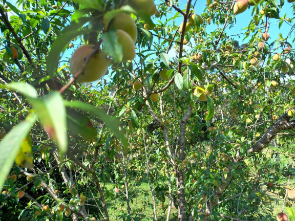 Imagem Imóvel à Venda, 9.075 m² em Zona Rural - Quitandinha Imagem Imóvel à Venda, 9.075 m² em Zona Rural - Quitandinha