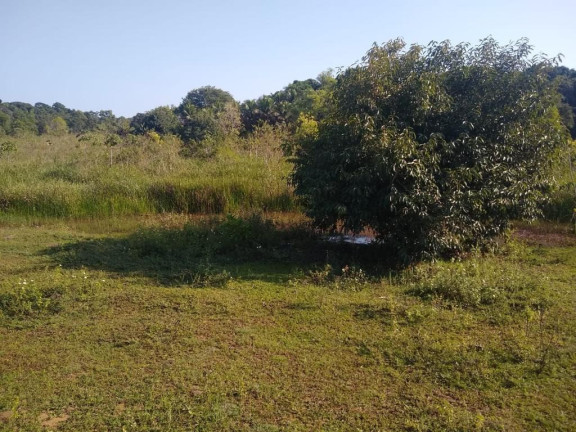 Imagem Imóvel à Venda, 874 m² em Palmeiras - Guaraparia Imagem Imóvel à Venda, 874 m² em Palmeiras - Guaraparia