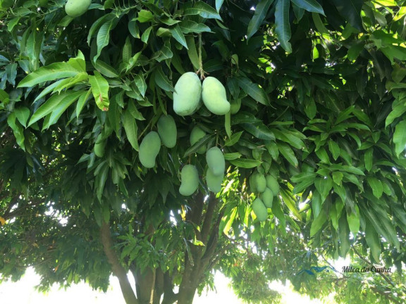 Imagem Chácara à Venda, 100 m² em Anisio De Moraes - Boituva Imagem Chácara à Venda, 100 m² em Anisio De Moraes - Boituva