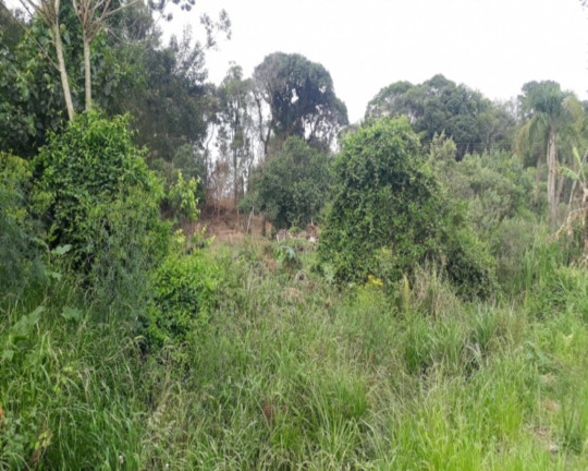 Imagem Imóvel à Venda, 450 m² em Vila Germânia - Nova Petrópolis