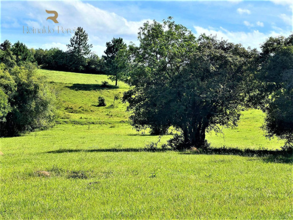 Imagem Chácara à Venda, 140.000 m² em Morungava - Gravataí Imagem Chácara à Venda, 140.000 m² em Morungava - Gravataí