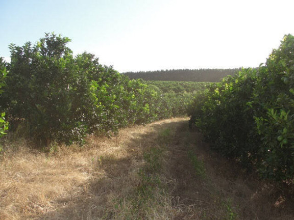 Imagem Fazenda à Venda, 41.140.000 m² em Zona Rural - Angatuba Imagem Fazenda à Venda, 41.140.000 m² em Zona Rural - Angatuba