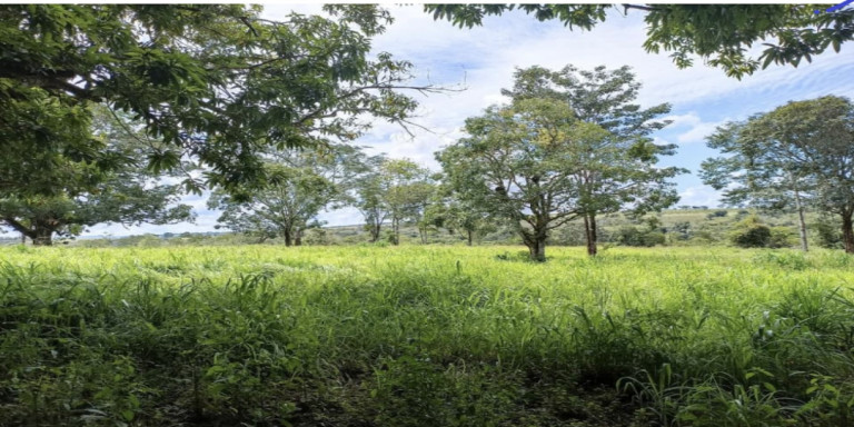 Terreno à Venda, 3.300 m² em Nova Linda Flor - Açu