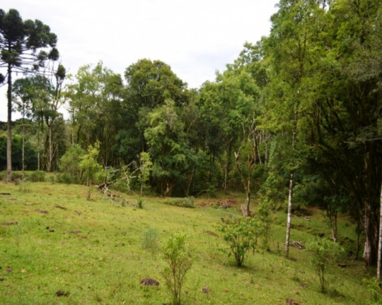 Imagem Imóvel à Venda,  em Linha Imperial - Nova Petrópolis