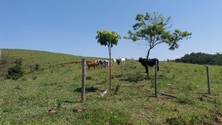 Imagem Chácara à Venda, 30 m² em Tapanhão - Jambeiro Imagem Chácara à Venda, 30 m² em Tapanhão - Jambeiro