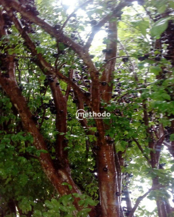 Imagem Fazenda à Venda, 11 m² em Jardim São Benedito - Alpinópolis Imagem Fazenda à Venda, 11 m² em Jardim São Benedito - Alpinópolis