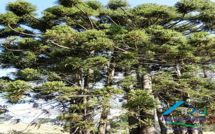 Imagem Terreno em Condomínio à Venda, 1.158 m² em Centro - Gonçalves Imagem Terreno em Condomínio à Venda, 1.158 m² em Centro - Gonçalves