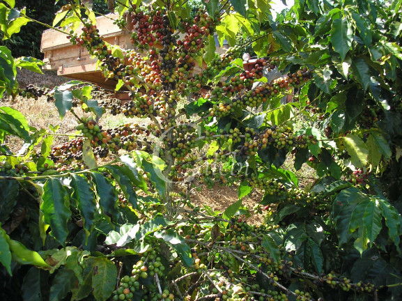 Imagem Chácara com 3 Quartos à Venda, 26 m² em Rural - Nova Resende