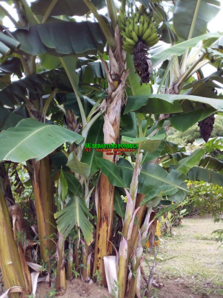 Imagem Chácara à Venda, 20.000 m² em São Silvestre (são Silvestre) - Jacareí Imagem Chácara à Venda, 20.000 m² em São Silvestre (são Silvestre) - Jacareí