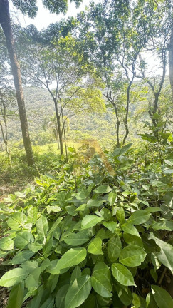 Imagem Terreno à Venda, em Encantada - Garopaba Imagem Terreno à Venda, em Encantada - Garopaba