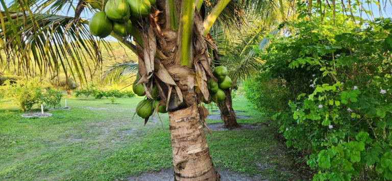 Imagem Chácara com 2 Quartos à Venda, 14.600 m² em Povoado - Pedras De Fogo