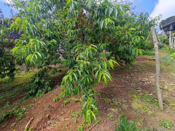 Imagem Chácara à Venda, 1.200 m² em Zona Rural - Tijucas Do Sul Imagem Chácara à Venda, 1.200 m² em Zona Rural - Tijucas Do Sul