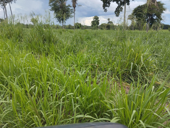 Fazenda à Venda,  em Zona Rural - Caceres