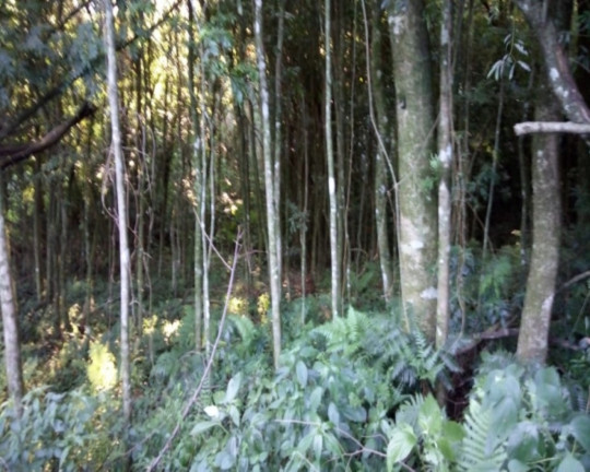 Imagem Imóvel à Venda, em Pinhal Alto - Nova Petrópolis Imagem Imóvel à Venda, em Pinhal Alto - Nova Petrópolis