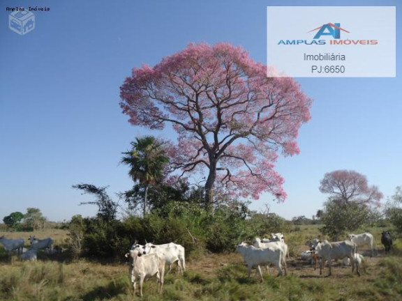 Imagem Fazenda à Venda, 58.000 m² em Cáceres Imagem Fazenda à Venda, 58.000 m² em Cáceres