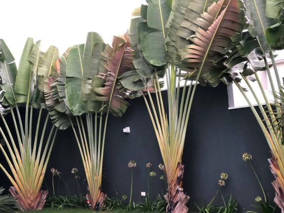 Imagem Casa de Condomínio à Venda, 824 m² em Alphaville Nova Esplanada - Votorantim Imagem Casa de Condomínio à Venda, 824 m² em Alphaville Nova Esplanada - Votorantim