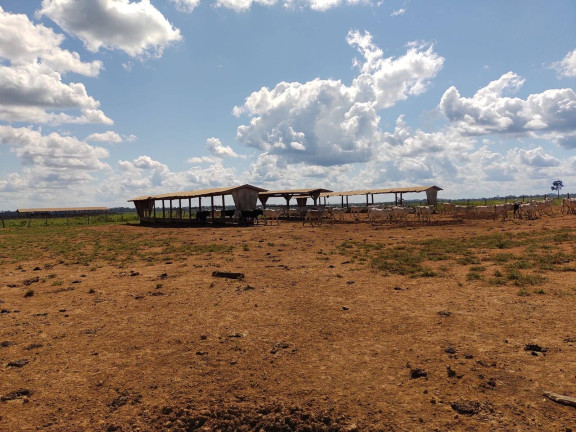 Imagem Fazenda à Venda,  em Sinop