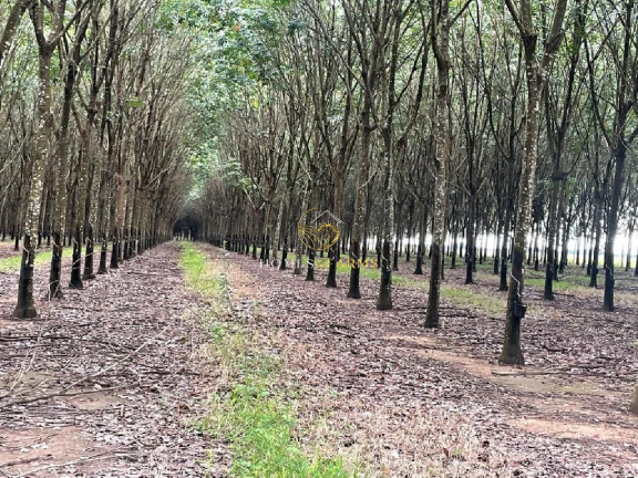 Imagem Imóvel com 12 Quartos à Venda, 12.000 m² em Centro - Tocantins Imagem Imóvel com 12 Quartos à Venda, 12.000 m² em Centro - Tocantins