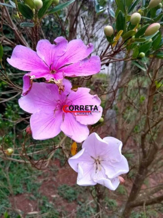 Imagem Chácara com 3 Quartos à Venda, 1.000 m² em Votorantim - Ibiúna