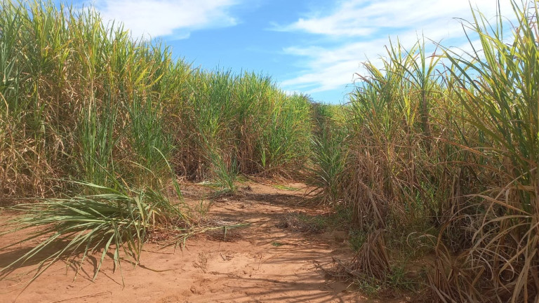 Imóvel à Venda, 30 m² em Area Rural De Gurinhata - Gurinhata