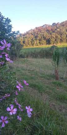 Imagem Imóvel com 3 Quartos à Venda, 47.000 m² em Centro - Campo Largo