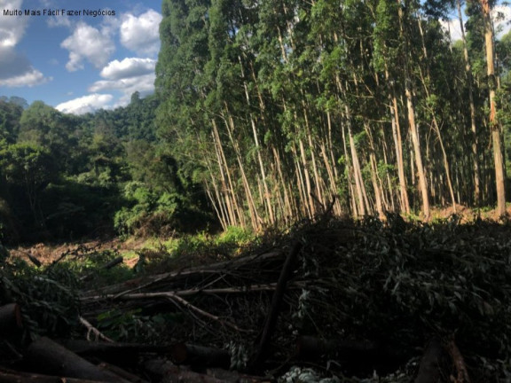 Imagem Terreno à Venda, 3 m² em Linha Olinda - Nova Petrópolis Imagem Terreno à Venda, 3 m² em Linha Olinda - Nova Petrópolis