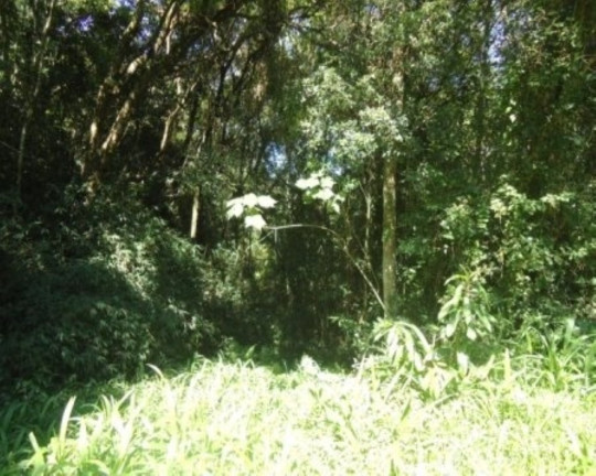 Imagem Terreno à Venda, 4 m² em Morro Da Fome - Nova Petrópolis Imagem Terreno à Venda, 4 m² em Morro Da Fome - Nova Petrópolis