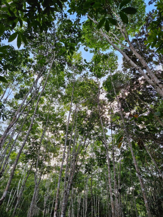 Imagem Terreno à Venda, em Algodões - Marau Imagem Terreno à Venda, em Algodões - Marau
