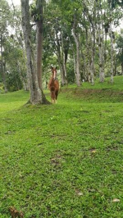 Imagem Imóvel com 2 Quartos à Venda, 500 m² em Cachoeirinha - Bocaiuva Do Sul