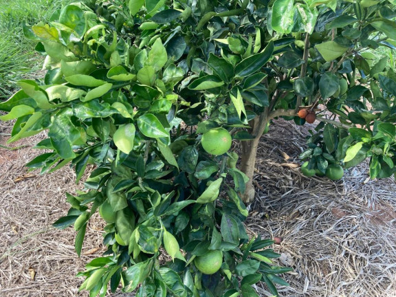 Imagem Fazenda à Venda, 121 m² em Rio Pardo - águas De Santa Bárbara