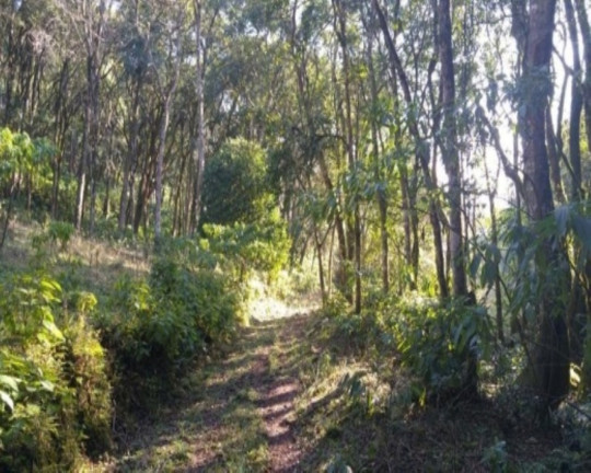 Imagem Terreno à Venda, 3 m² em Fazenda Pirajá - Nova Petrópolis Imagem Terreno à Venda, 3 m² em Fazenda Pirajá - Nova Petrópolis