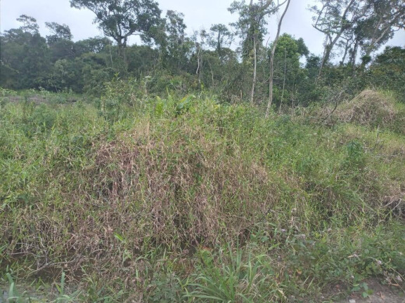 Imagem Terreno à Venda, 360 m² em Ervino - São Francisco Do Sul Imagem Terreno à Venda, 360 m² em Ervino - São Francisco Do Sul