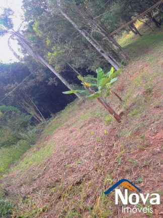Imagem Imóvel à Venda,  em Linha Araripe - Nova Petrópolis