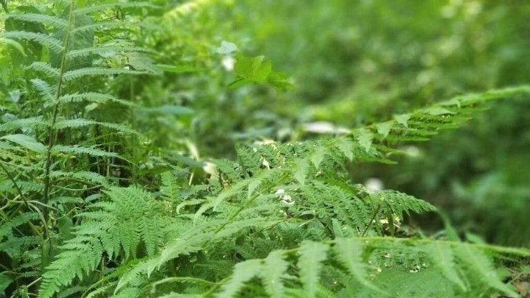 Imagem Terreno em Condomínio à Venda, 250 m² em Altos De Caucaia (caucaia Do Alto) - Cotia Imagem Terreno em Condomínio à Venda, 250 m² em Altos De Caucaia (caucaia Do Alto) - Cotia