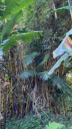 Imagem Imóvel com 3 Quartos à Venda, 12.000 m² em Cachoeira - Antonina