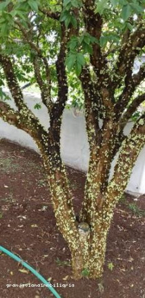 Imagem Chácara à Venda, em Bairro Campininha - São Roque Imagem Chácara à Venda, em Bairro Campininha - São Roque
