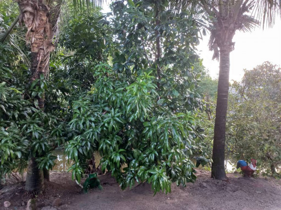 Imagem Casa para Alugar, 55 m² em Solemar - Praia Grande