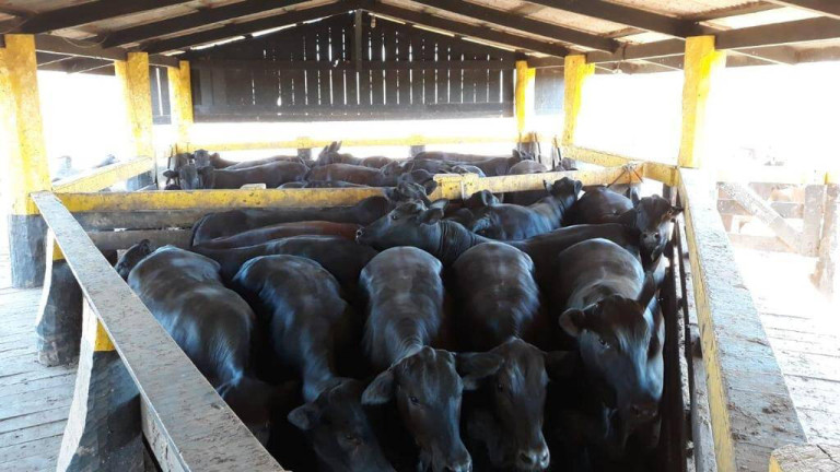 Imagem Fazenda à Venda, em Juara Imagem Fazenda à Venda, em Juara