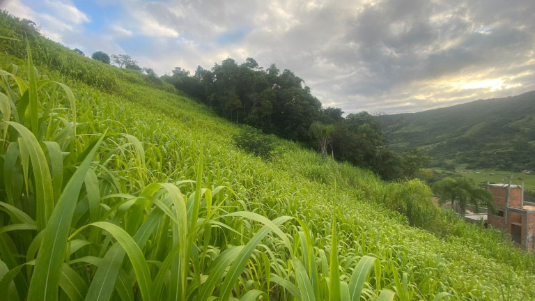 Imagem Terreno à Venda, 1.000 m² em Macacu - Garopaba Imagem Terreno à Venda, 1.000 m² em Macacu - Garopaba